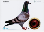 NL22-8560849灰 公
精選進口銘鴿
