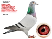 DV07364-20-1232灰公
精選進口銘鴿