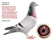 DV07364-20-1317灰.公.
精選進口銘鴿